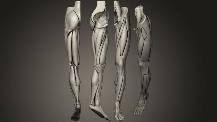 نموذج ثلاثي الأبعاد لآلة CNC تشريح الهياكل العظمية والجماجم ساق الإنسان